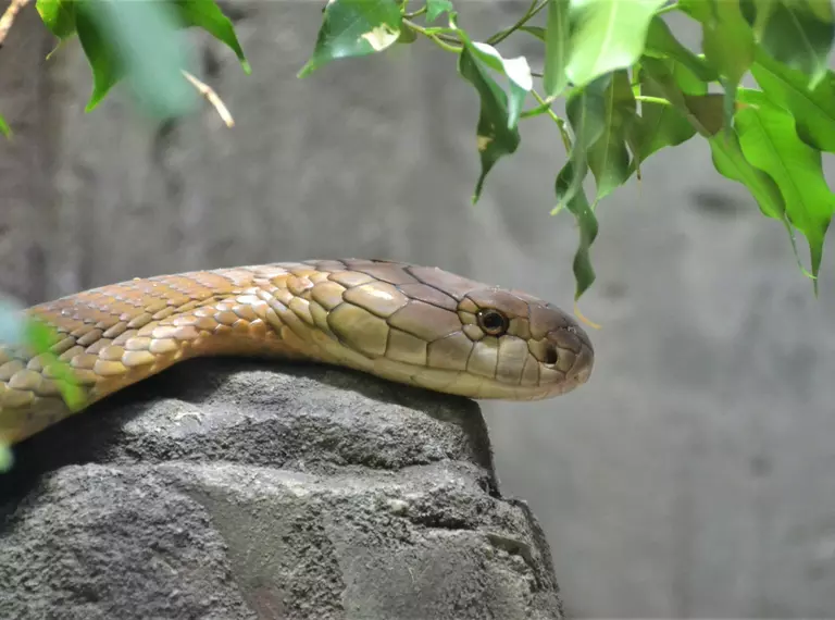 King cobra at London Zoo
