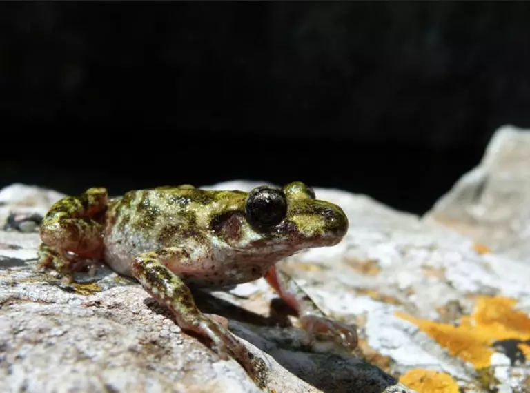 Mallorcan midiwfe toad sitting on a rock