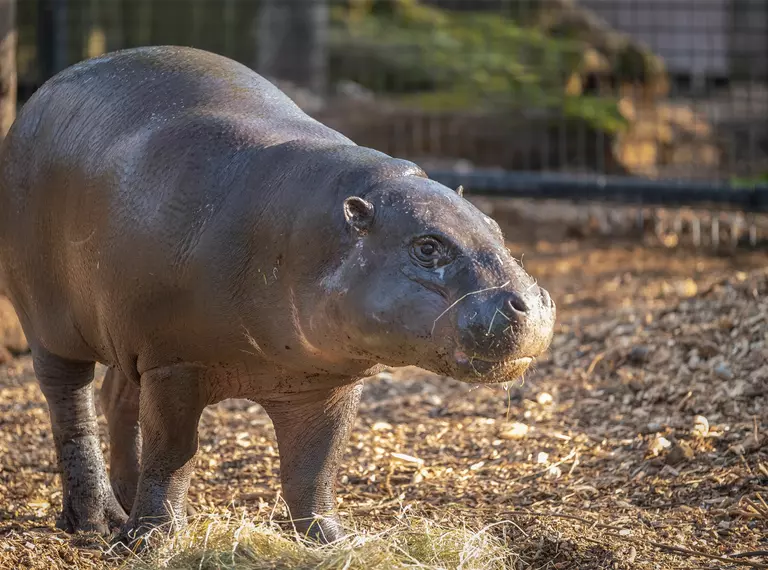 Pygmy hippo Amara trots across her new home at London Zoo