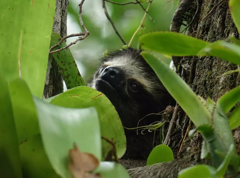 Pygmy sloth clinging to a tree