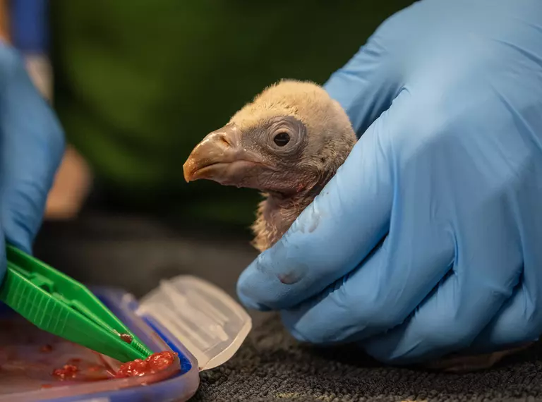 6 day old vulture chick enjoys a feed at London Zoo