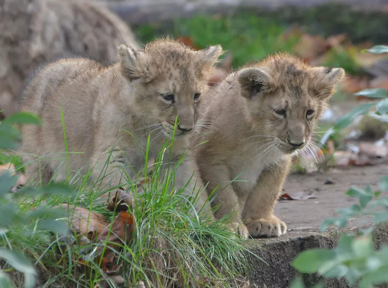 Lion cubs Heidi and Indi first time outside in paddock at London Zoo 