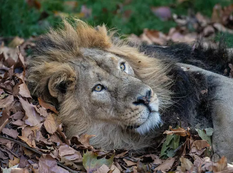 Lion in autumn leaves at London Zoo 