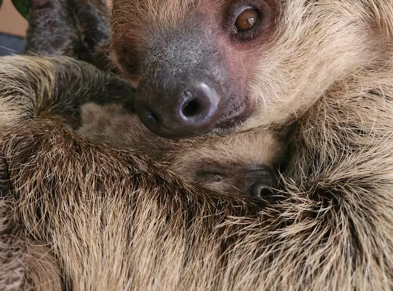 Sloth mum Marilyn with baby Nova 