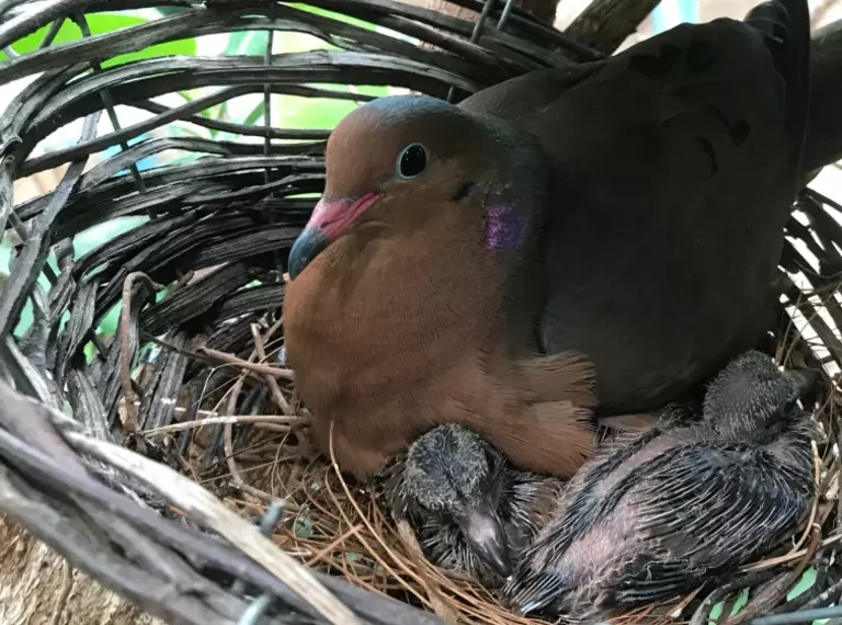 Socorro dove with first clutch chicks in its nest at London Zoo