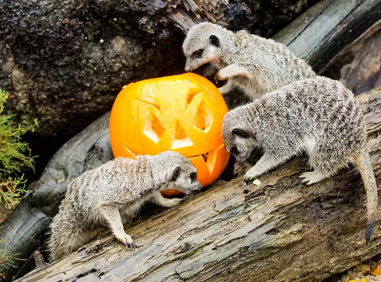 Meerkats with pumpkins at Halloween