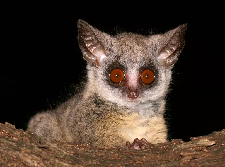 Bushbaby close-up, southern lesser galago 