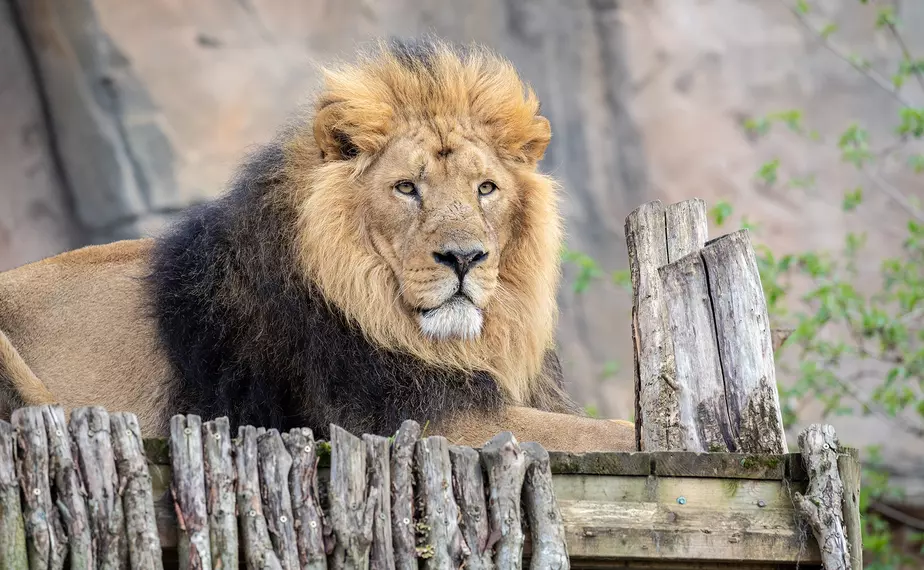 Bhanu lying on his platform at London Zoo
