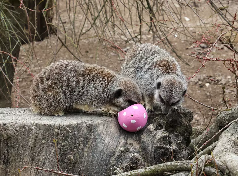Meerkats at London Zoo enjoy Easter eggs