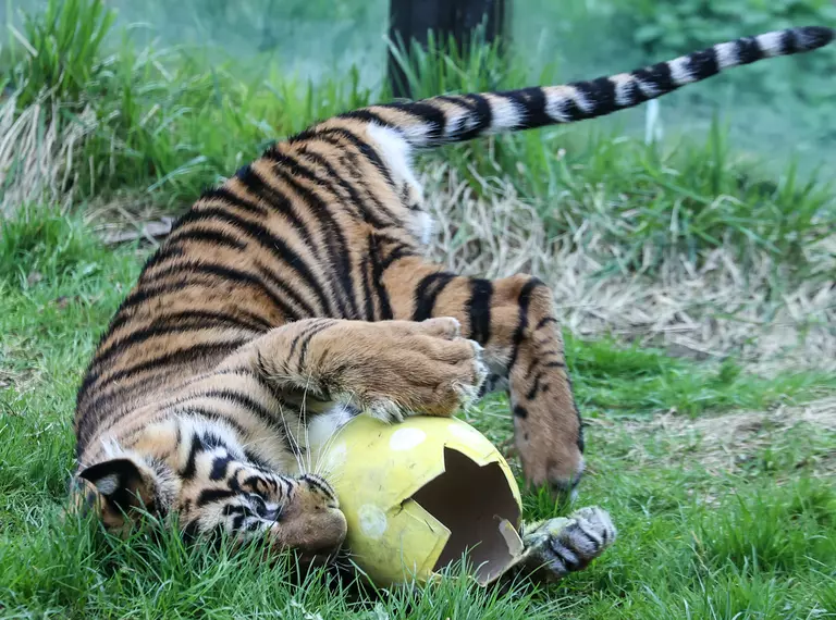 Sumatran tigers at London Zoo enjoy Easter eggs