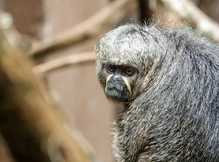 A saki monkey in the Rainforest Life habitt at London Zoo 
