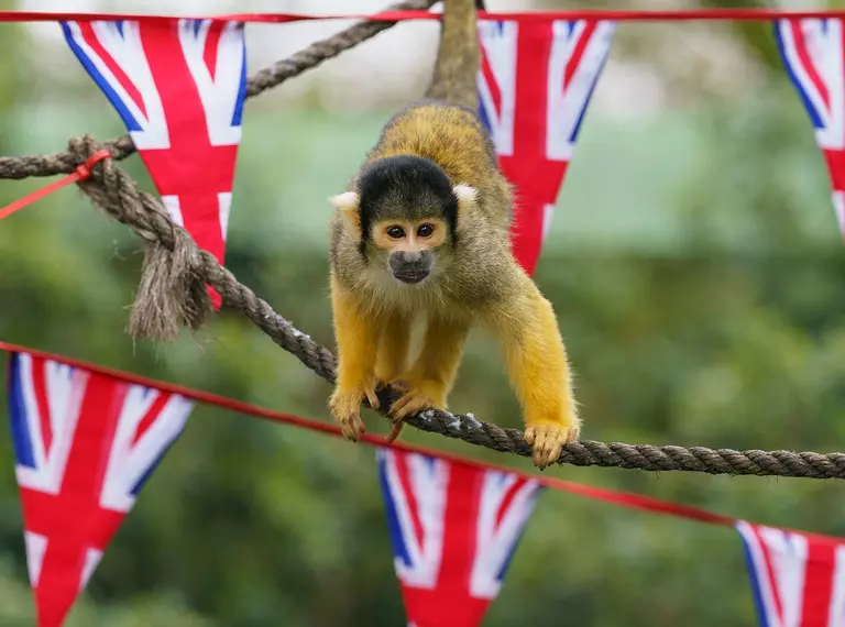 A squirrel monkey with bunting at London Zoo