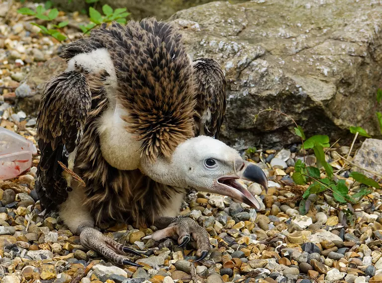 London Zoo’s 3-month-old critically endangered vulture chick, Egbert