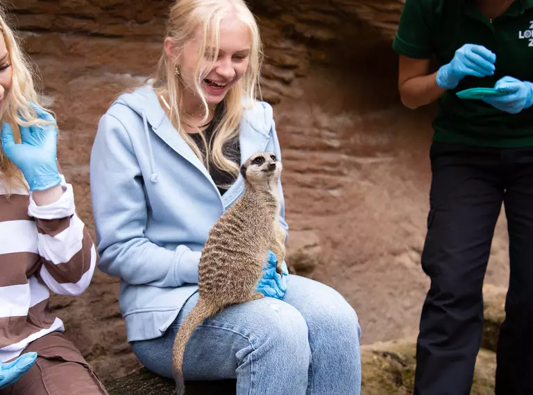 woman with meerkat on lap