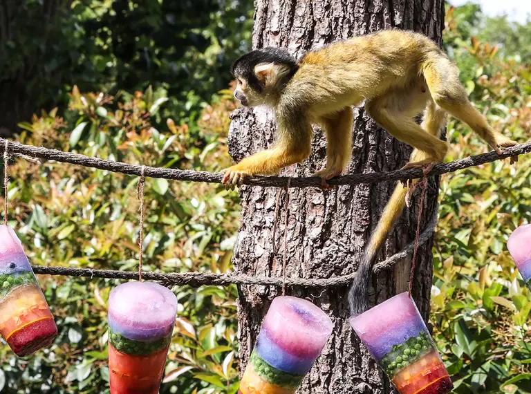 A squirrel monkey climbs above hanging rainbow icy treats at London Zoo