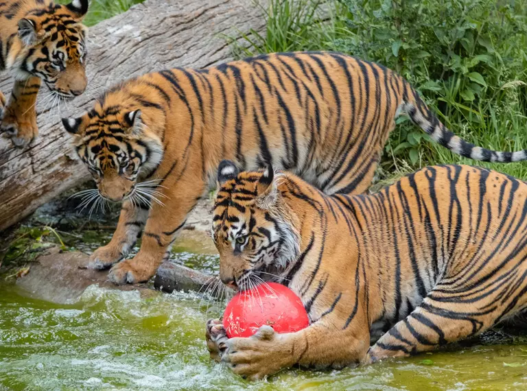 Three tigers with a red ball in the pool at London Zoo