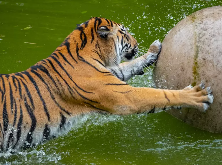 A Sumatran tiger with boomer ball in the pool at London Zoo