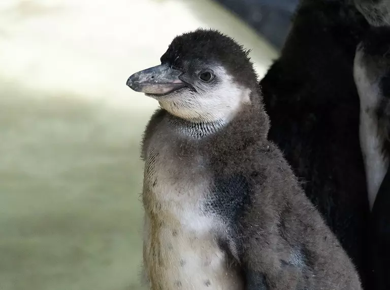 A fluffy Humboldt penguin chick 