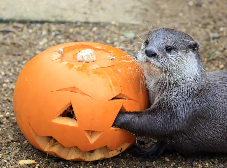 An Asian otter puts its paw into the eye hole of a medium-sized carved orange Halloween pumpkin