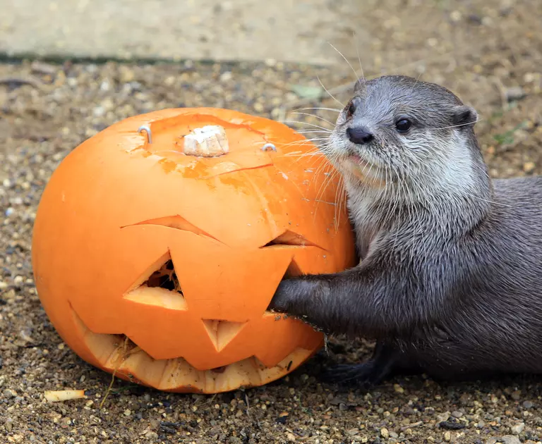 An Asian otter puts its paw into the eye hole of a medium-sized carved orange Halloween pumpkin