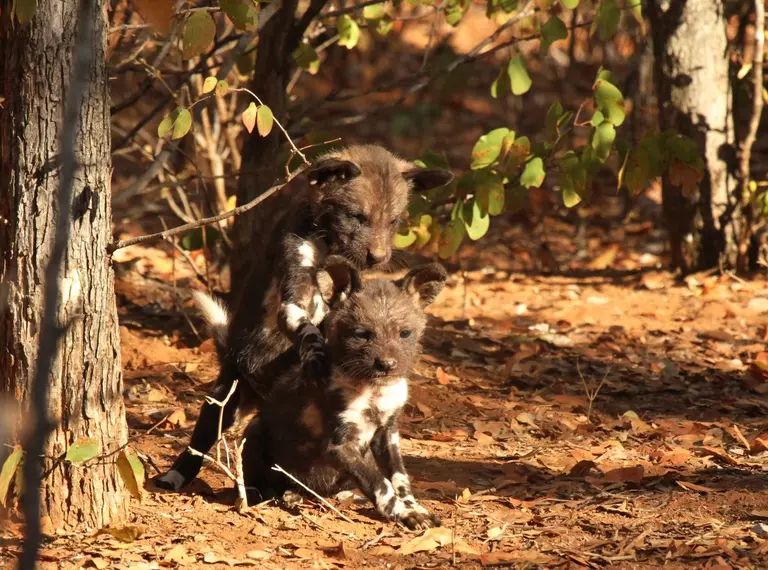 Two African wild dog puppies in the sunshine