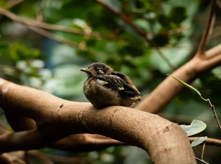 A chestnut-backed thrush chick resting on a branch