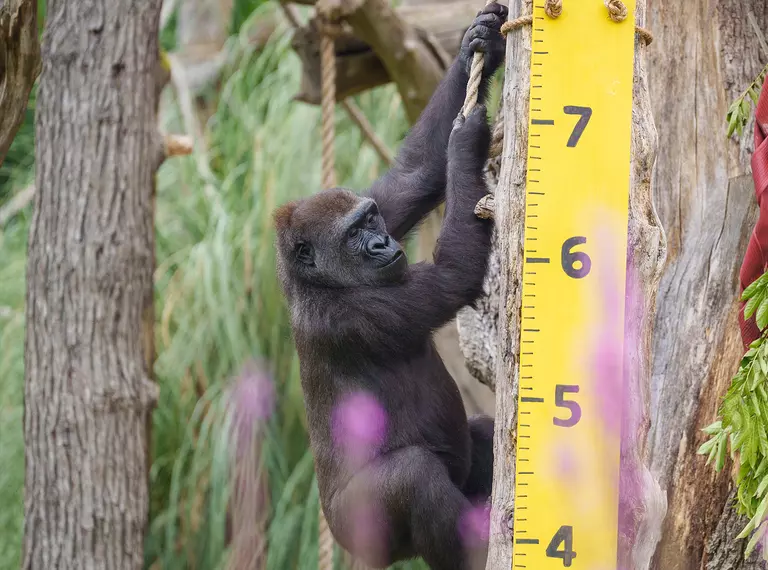 gorilla being measured