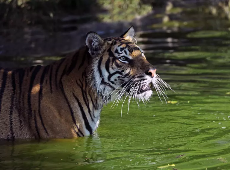 A Sumatran tiger in the pool at London Zoo