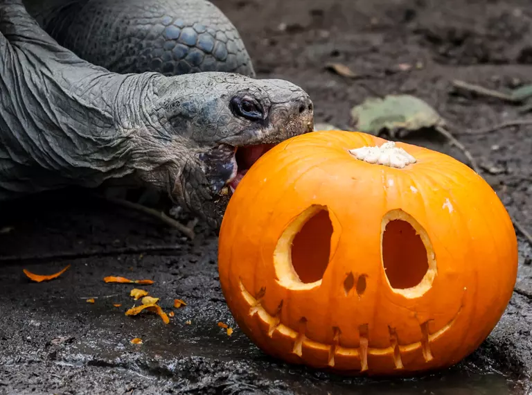 A Galapagos tortoise sinks her teeth into a pumpkin at London Zoo