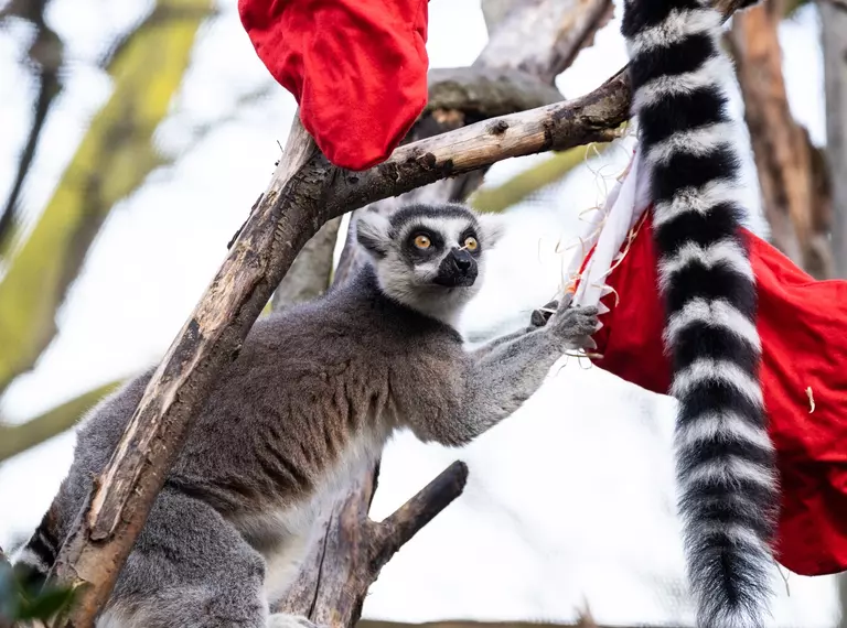 A lemur with a Christmas stocking at London Zoo