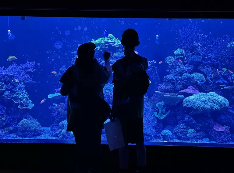 Students looking at the coral tank at London Zoo