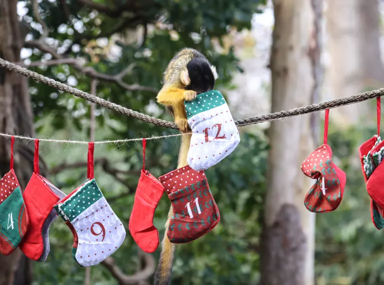 A squirrel monkey explores Christmas stockings at London Zoo