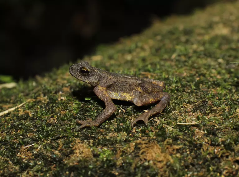 small black and green toad sits on a mossy rock