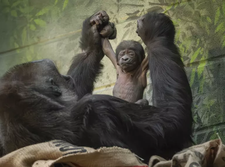 Western lowland gorilla Mjukuu holds newborn at London Zoo