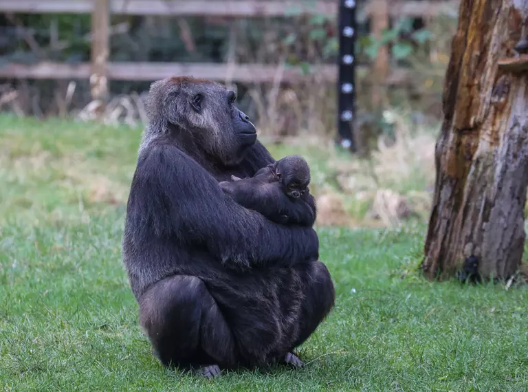Effie holding her infant baby gorilla