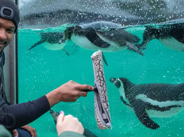 London Zoo penguin keeper experience