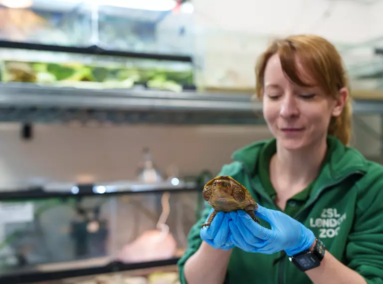 Zookeeper holding big headed turtle