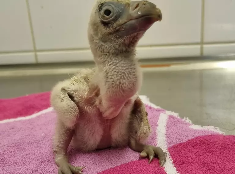Newborn chick Rupert