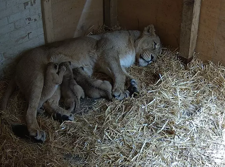 Lioness Arya feeds cubs at London Zoo