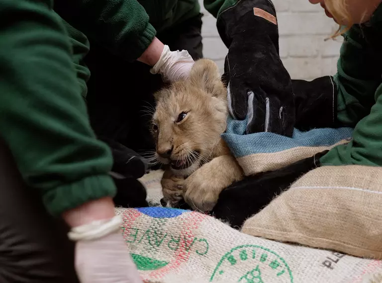 Lion cub examined during health check