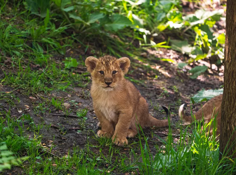 Lion cub at London Zoo
