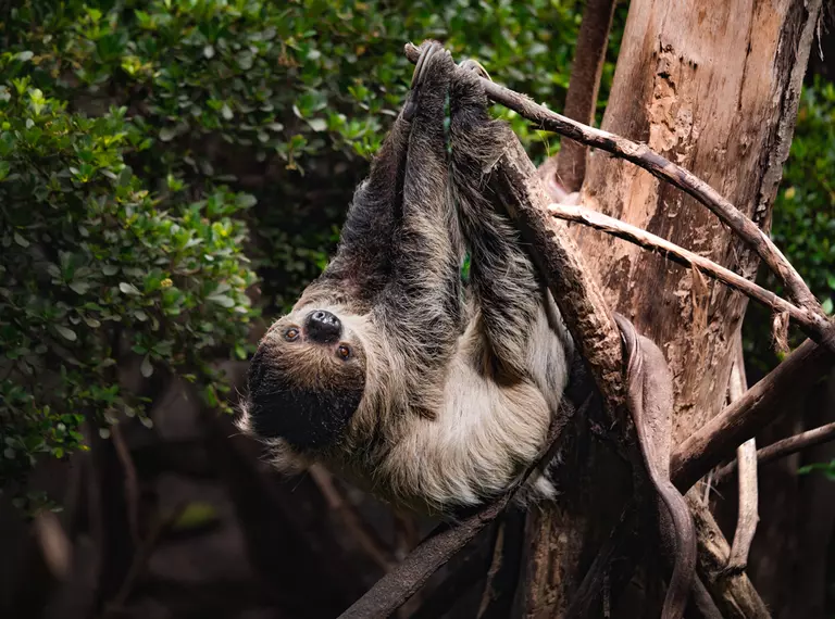 Sloth at Rainforest Life London Zoo