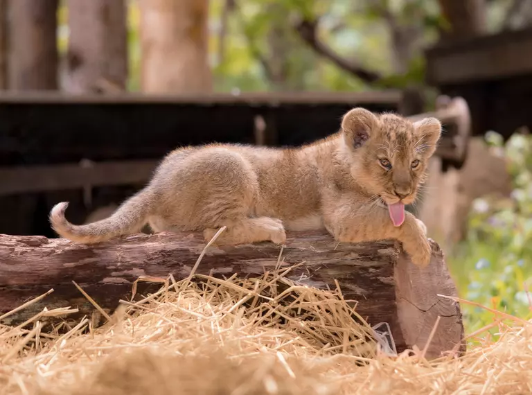 Asiatic lion cub at London Zoo