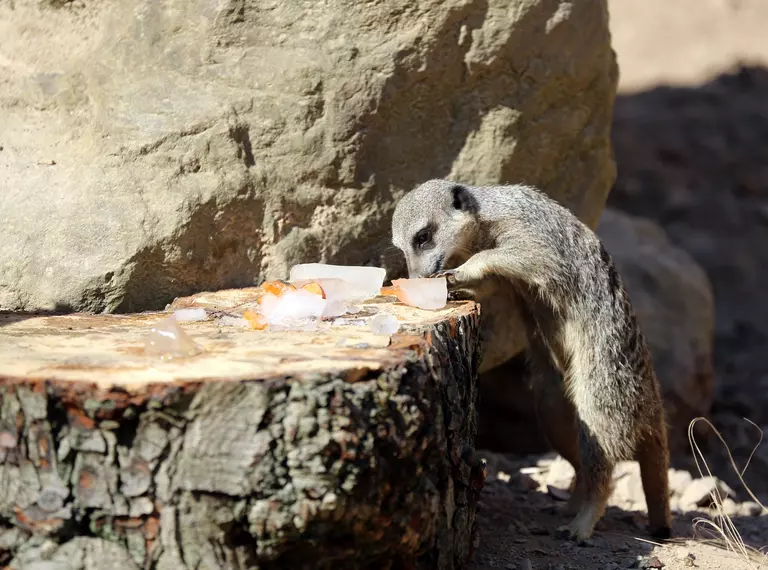 Meerkat eating ice cube treats