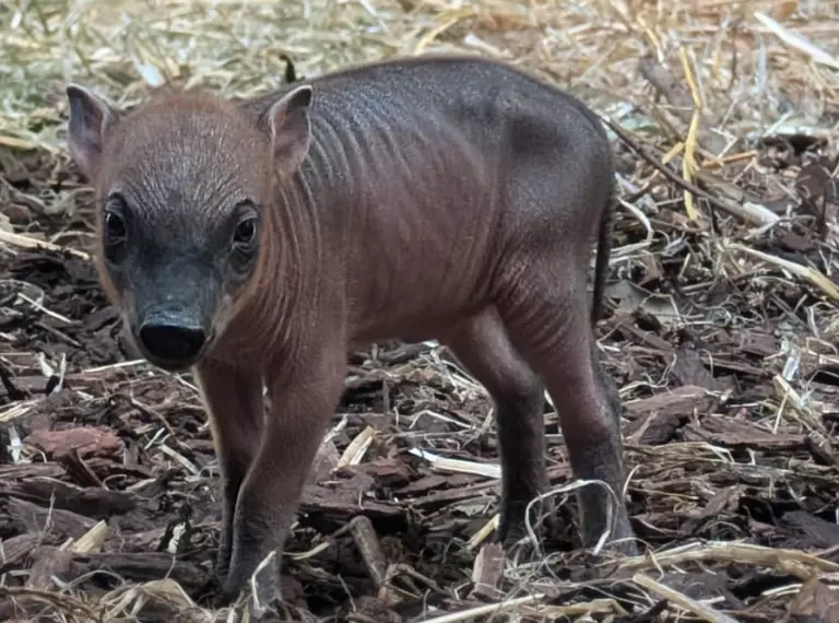 Babirusa piglets at London Zoo