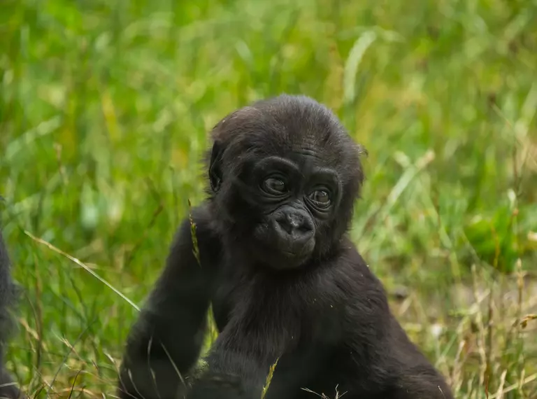 Gorilla at London Zoo, Venus