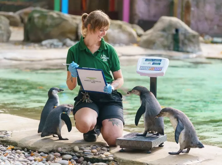 Penguin keeper Jessica Ray weighs Humboldt penguin, Swiftie, at London Zoo