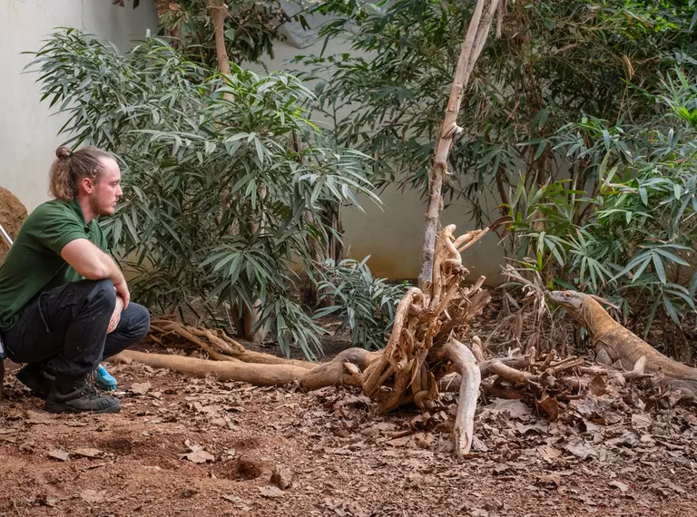 Zookeeper Joe Capon with Komodo dragon 