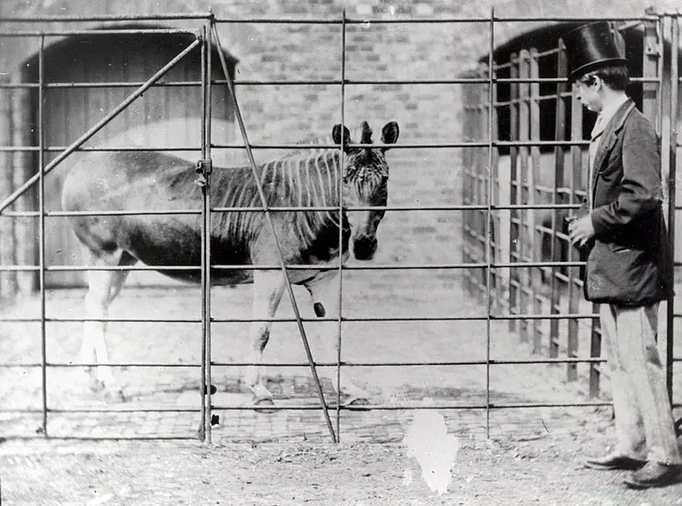 Quagga at London Zoo