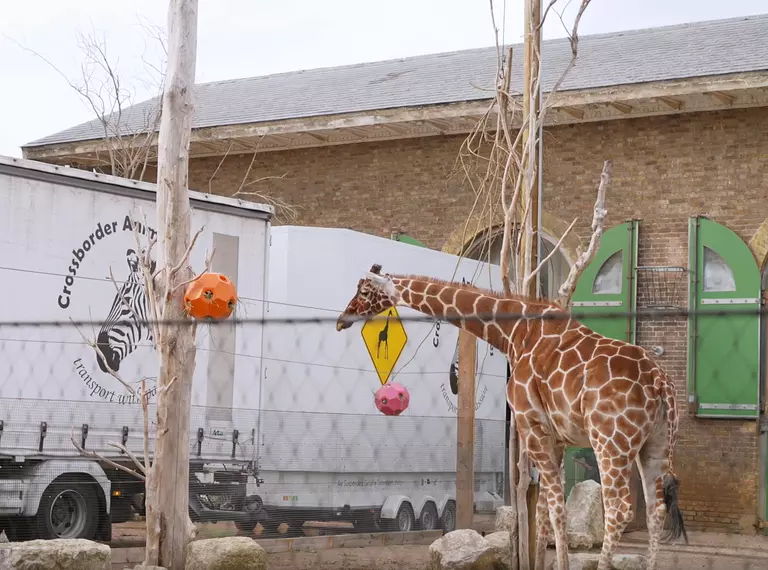 Reticulated Giraffe Wilfred arrives at London Zoo